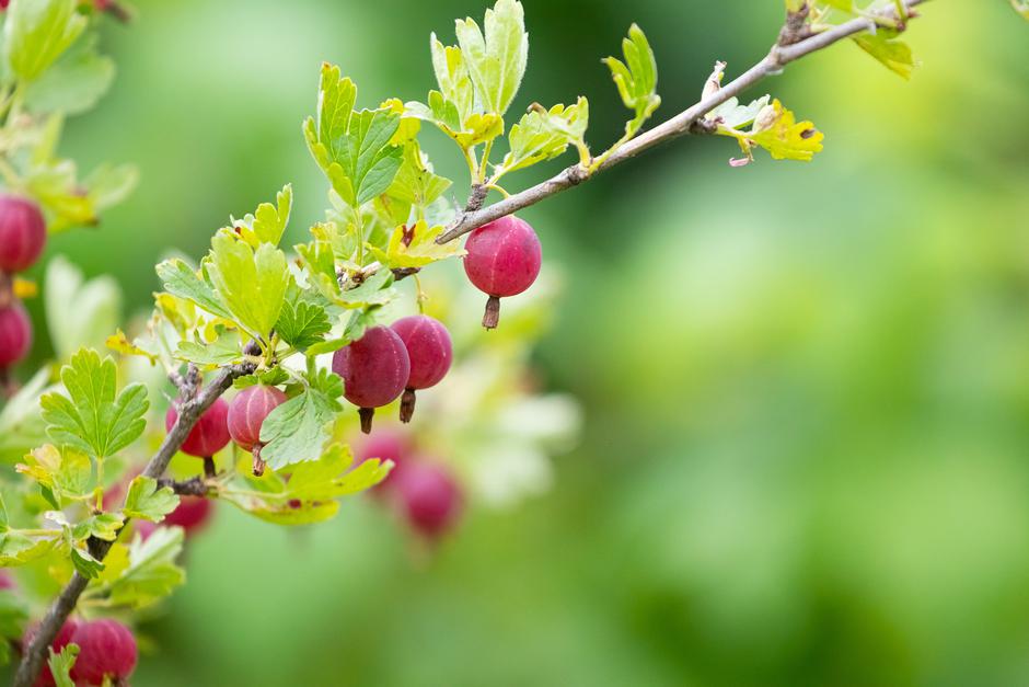 kosmulja | Avtor: Profimedia