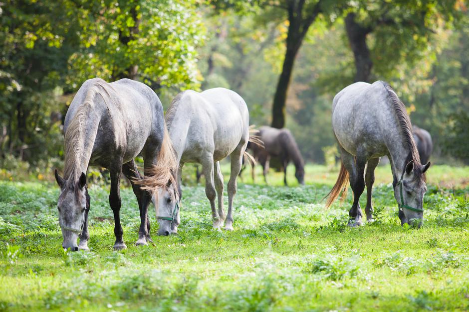 Kobilarna Lipica | Avtor: Kobilarna Lipica
