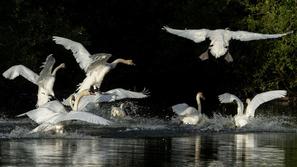labodi ptičja gripa