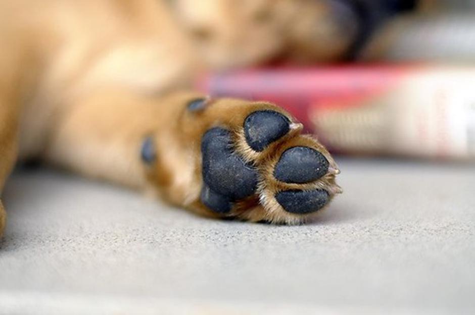 Pasja tačka | Avtor: Profimedias