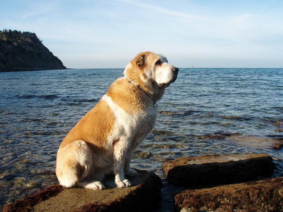 Srednjeazijski ovčar | Avtor: Igor Strnad - srednjeazijski ovčar