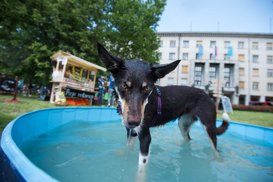 Dežela prijateljev | Avtor: Anže Petkovšek