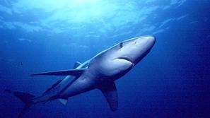 Ta vrsta morskega psa človeku ni nevarna, vendar pa obstaja možnost, da bi modru