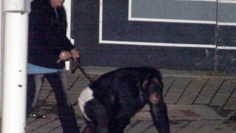 Šimpanz je napadel 55-letno žensko in ji raztrgal obraz.