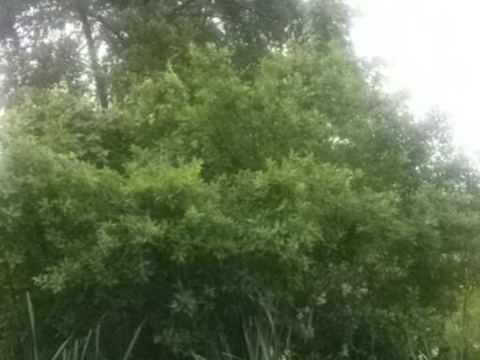 Drevesa sedaj 2 | Avtor: bralka