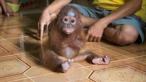 Orangutan Joss