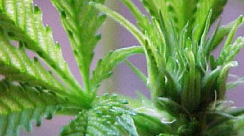 Testi petih sestavin marihuane so dali pozitivne rezultate.