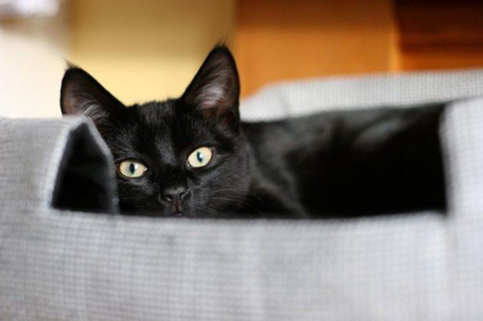 Črna mačka | Avtor: Profimedia