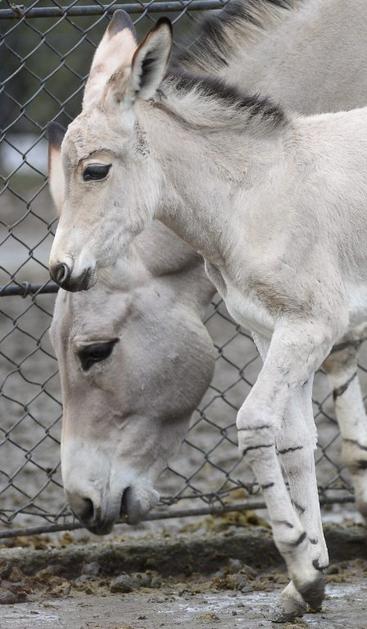 Somalijski divji osel