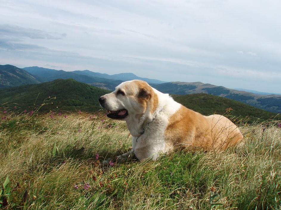 Srednjeazijski ovčar