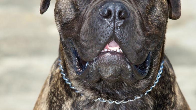 Obdukcijo psov naj bi opravila veterina v Mestnem logu. (Foto: Shutterstock)