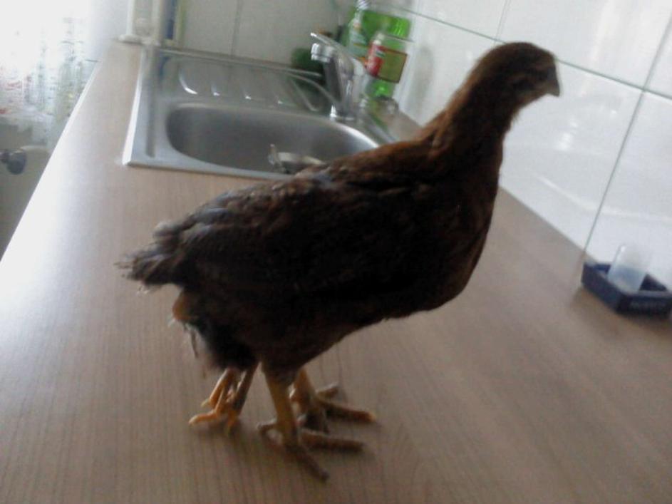 Štirinožni piščanček