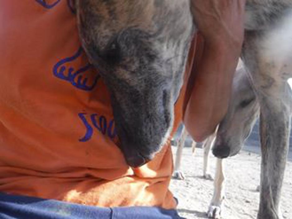 Guindilla | Avtor: Hrtji svet