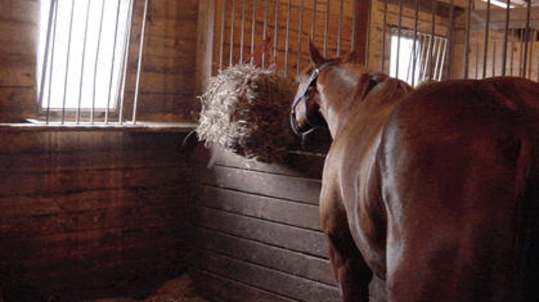 Socialni delavec je siromaka našel v hlevu, kjer je onemogel ležal ob konjih. (S