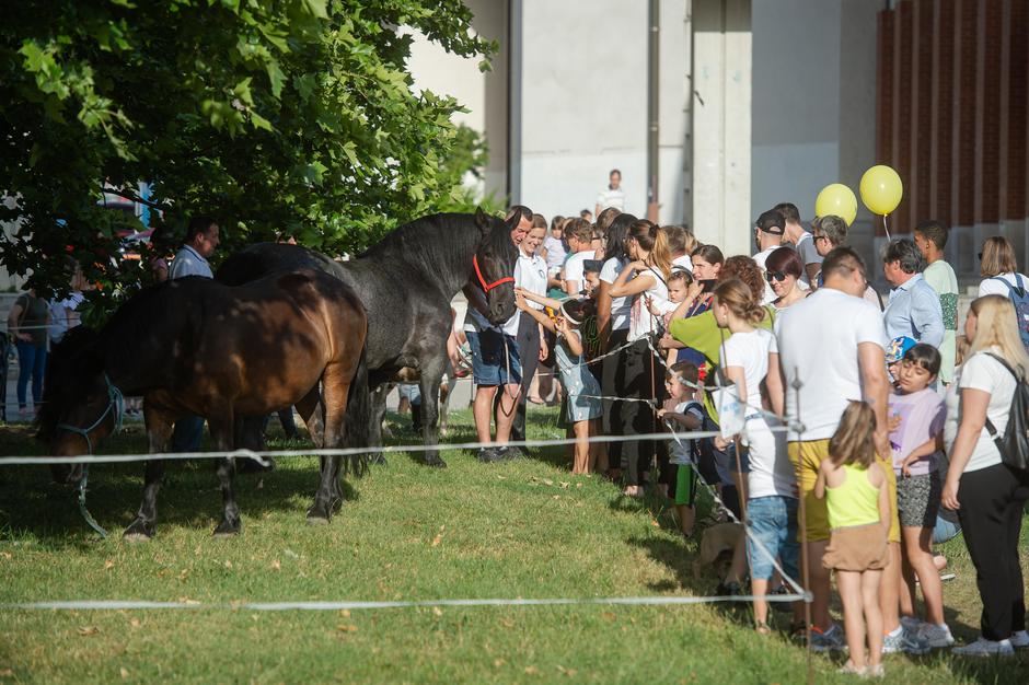 sejem | Avtor: Anže Petkovšek