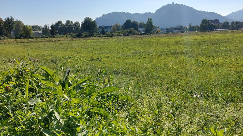 Zlato polje v Kranju