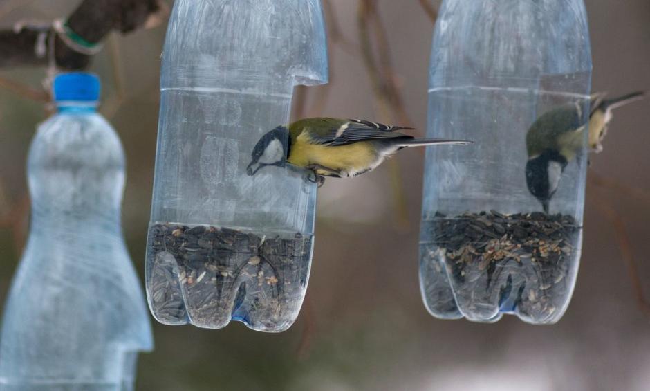 Hranjenje ptic | Avtor: EPA