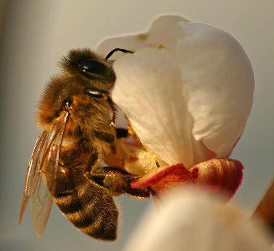 Predvidoma še danes bodo znani rezultati analize o pomoru čebel na začetku tedna | Avtor: Žurnal24 main