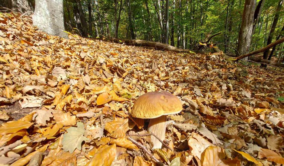 jurček, jesen, gozd | Avtor: M. Ha.