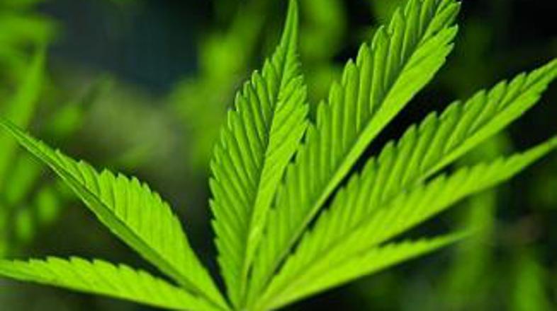 Besedila z navedbami marihuane naj bi spodbujala h kajenju te rastline. (Foto: i
