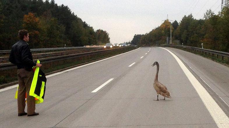 Labod na avtocesti