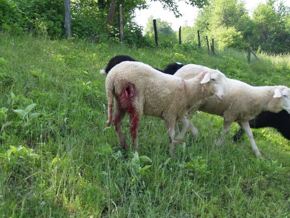 Poškodovane ovce | Avtor: Slavko Mirtič