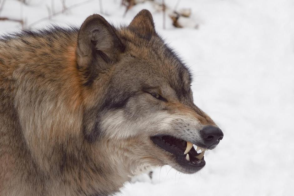 Trije do štirje volkovi naj bi napadli učiteljico. (Foto: Shutterstock) | Avtor: Žurnal24 main