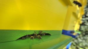 čebelnjak, BTC, čebele