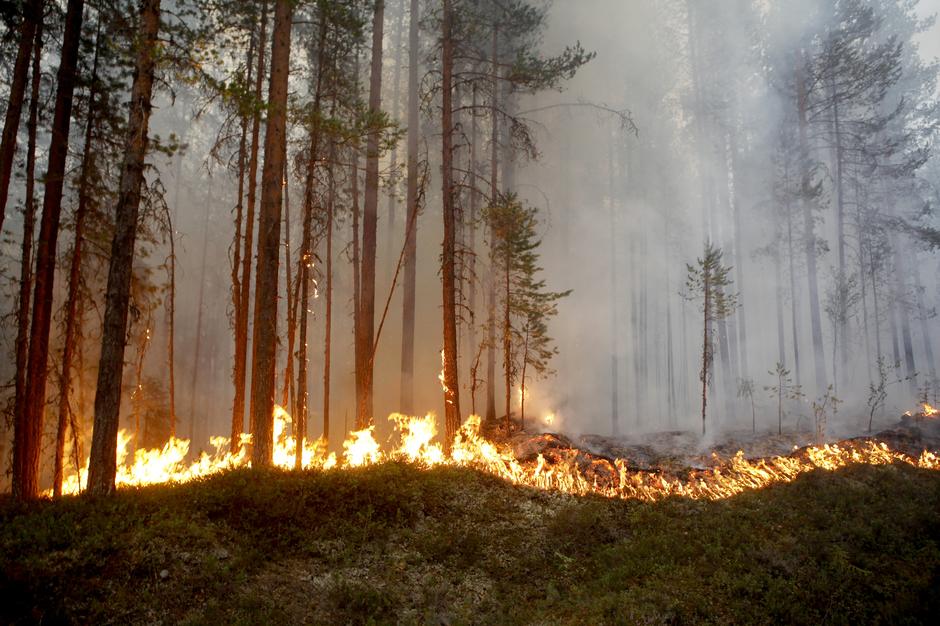 Gozdi požari, Švedska | Avtor: Epa