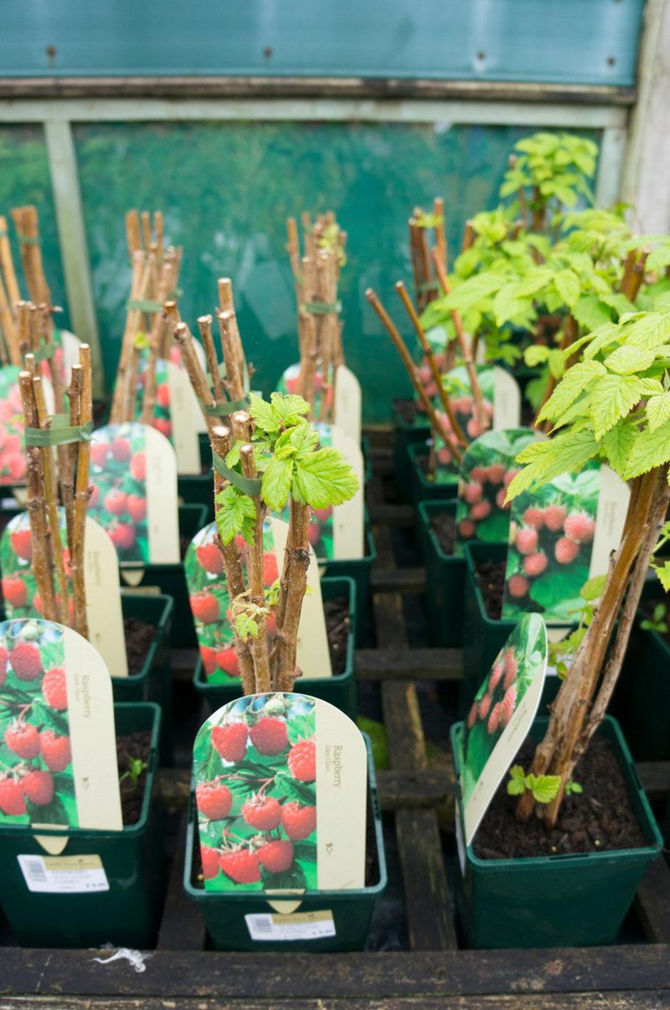 maline | Avtor: Profimedia