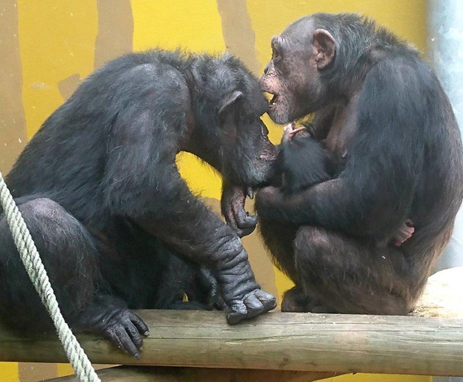 šimpanzi | Avtor: ZOO Ljubljana