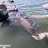 Nasedli delfin