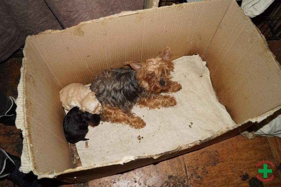 Psička, pasja farma | Avtor: Pogotowie dla Zwierząt