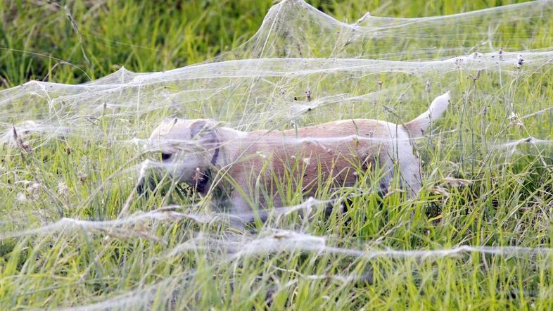 Pajki v avstraliji zavzeli poplavljena območja