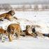 sibirski tiger, kitajska, rezervat, park, ogrožene živali