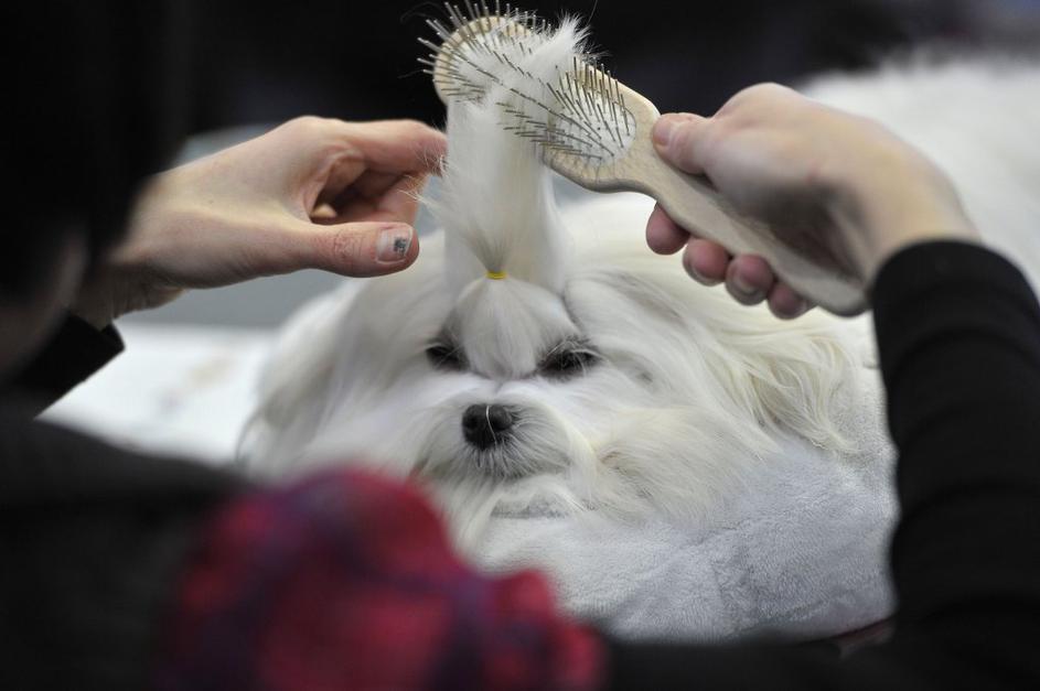 Pasja razstava v Ljubljani 