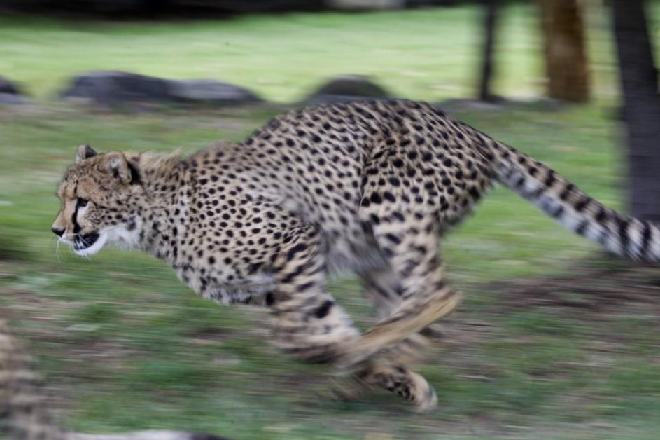 Gepard