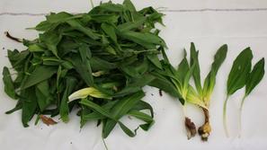 razno 28.03.1.4 cemaz, foto: nn