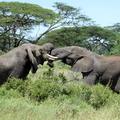 Afriški gozdni slon