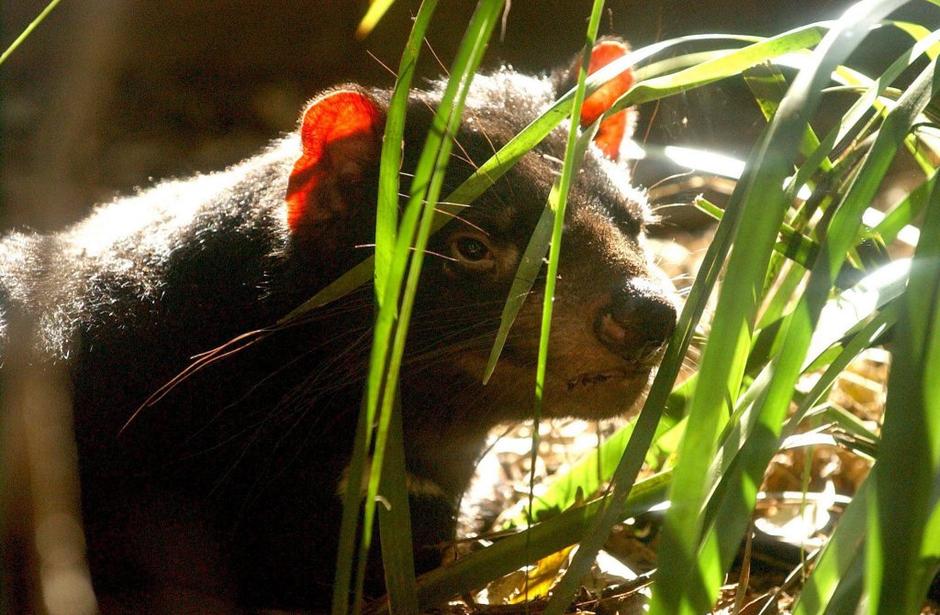 Sarcophilus harrisii, tasmanski vrag | Avtor: EPA
