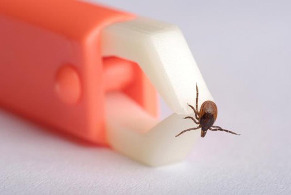 Klop | Avtor: Profimedias