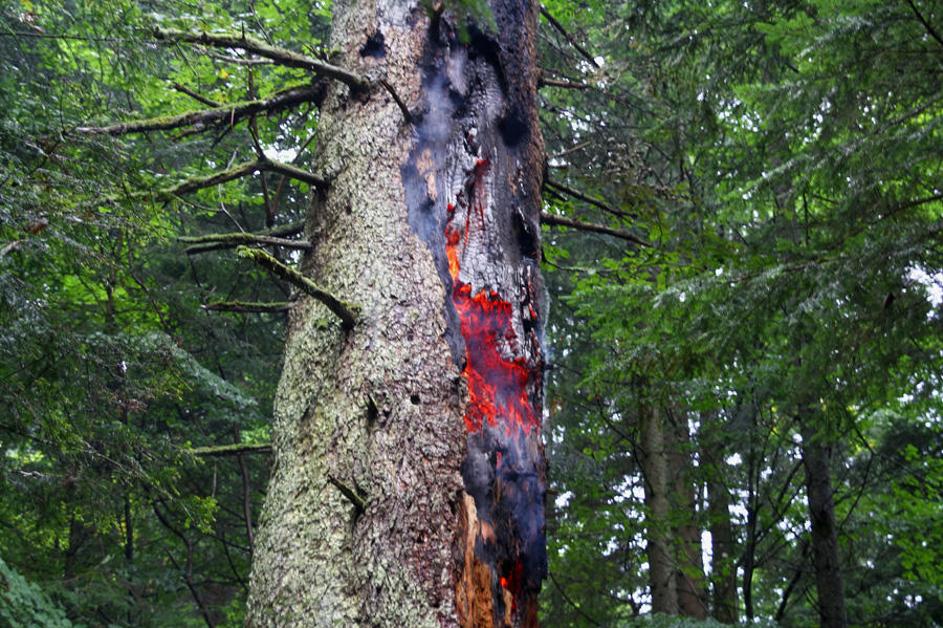 Šmartno na Pohorju, Maroltova jelka, najstarejša evropska jelka