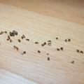 Mravlje v hiši