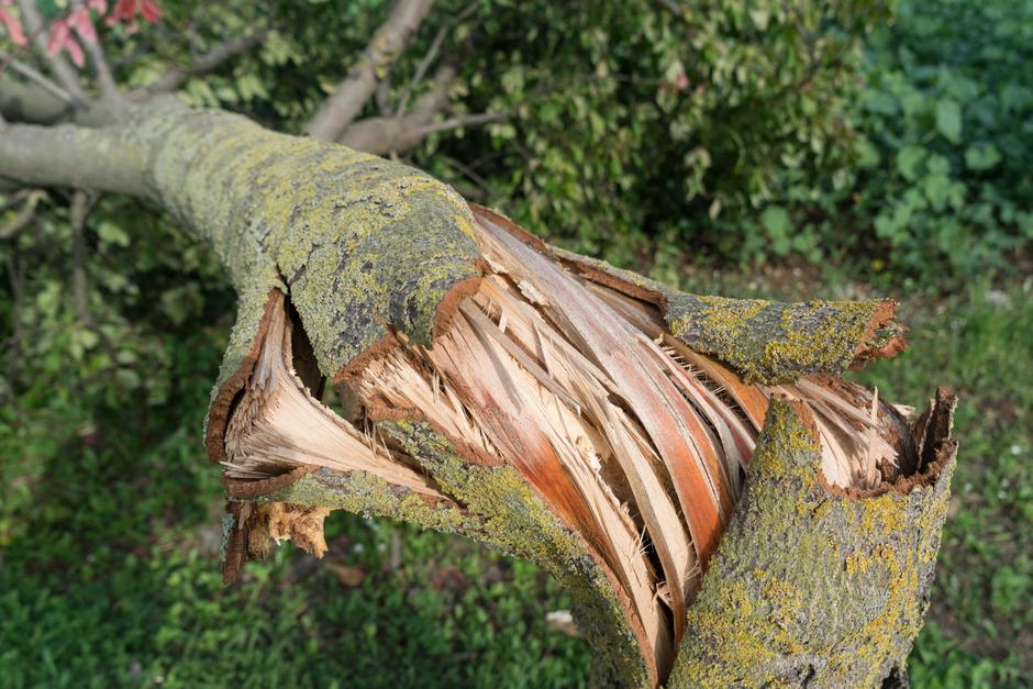 Podrto drevo | Avtor: Profimedia