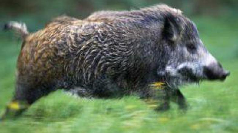 Krogla, namenjena prašiču, je bila usodna za lovca.