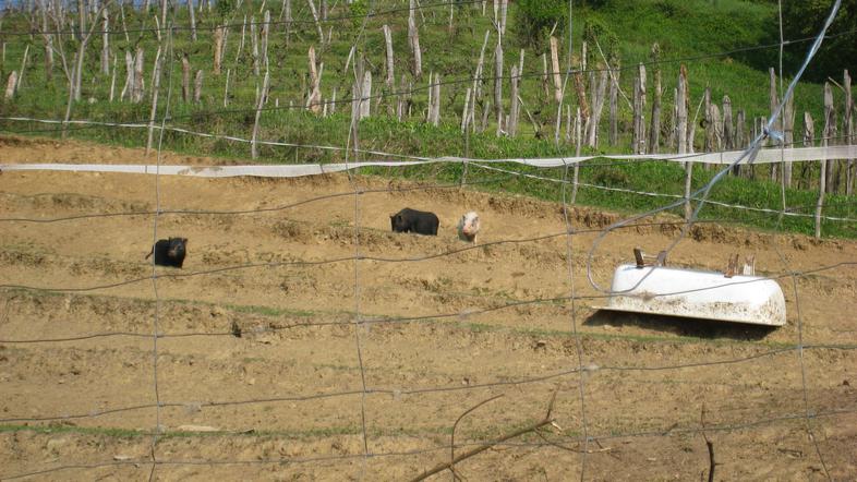 Na pašniku trave ni bilo videti, kad za vodo pa je bila prevrnjena. (Foto: Nada 