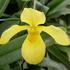 Paphiopedilum