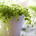 Zelenje bo veliko pripomoglo k boljšemu počutju. (Foto: Shutterstock)