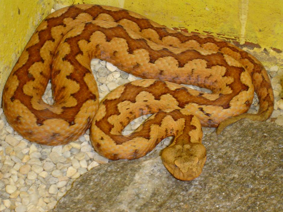 Akvarij-terarij Maribor | Avtor: Branko Kolar