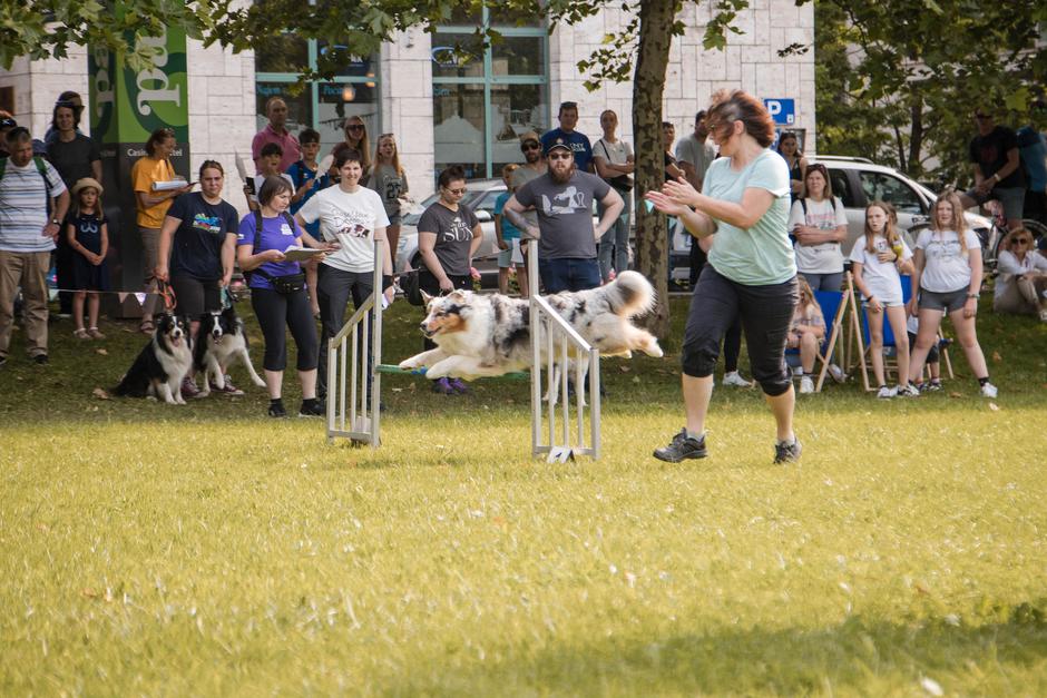 Festival za ljubitelje živali 2025 | Avtor: Cimet Studio